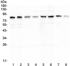 POLI Antibody