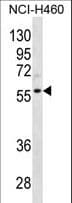IHC-plus™ Polyclonal Rabbit anti-Human CCNL2 / Cyclin L2 Antibody (aa338-366, IHC, WB)
