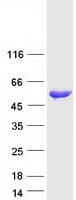 Human UBE1DC1 / UBA5 Protein (Recombinant Myc-DDK (Flag))