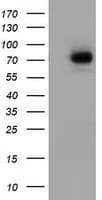 SAMHD1 Antibody (clone OTI1F6)