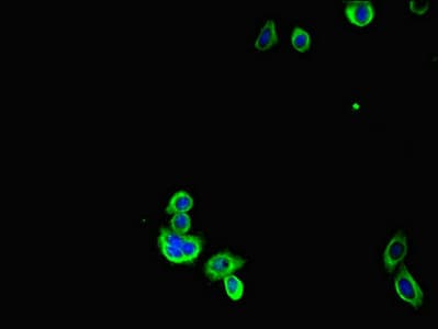 G6PD Antibody