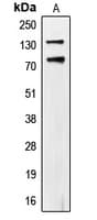 CDCP1 Antibody (phospho-Tyr707)