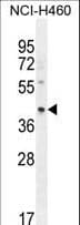 GRAB / RAB3IL1 Antibody (aa297-325)