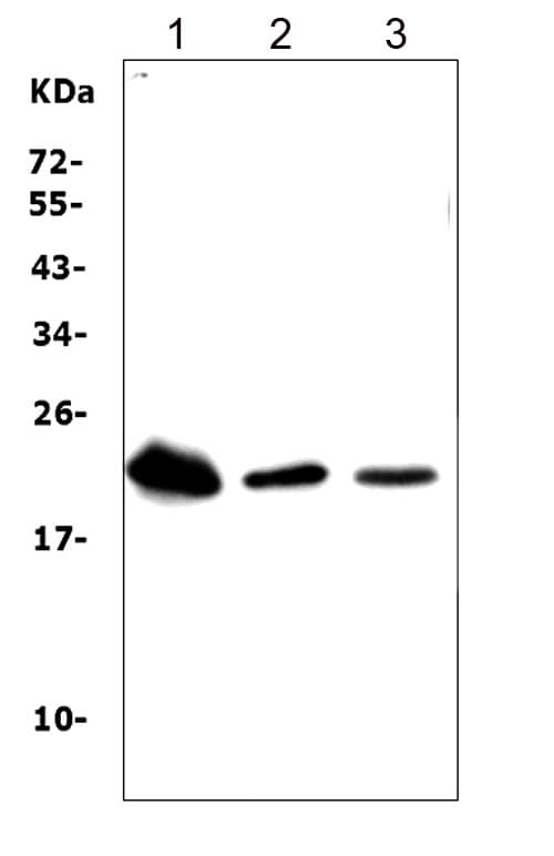 TREM1 Antibody (aa74-90)