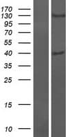 OTULIN / FAM105B Protein (Over-Expression Lysate Myc-DDK (Flag))