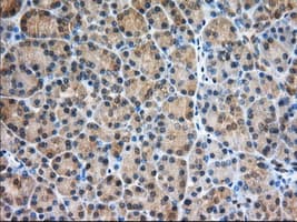 PDE4A / PDE4 Antibody (clone OTI5C6)