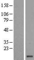 FAM103A1 Protein (Over-Expression Lysate Myc-DDK (Flag))