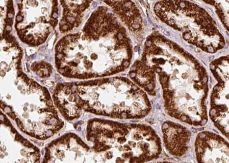 SCG3 / Secretogranin 3 Antibody