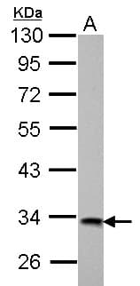 HIBADH Antibody
