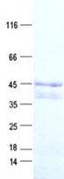 Human TRIML2 Protein (Recombinant His, N-Terminal)