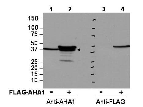 AHSA1 / AHA1 Antibody
