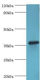 PDLIM1 Antibody (aa1-329)