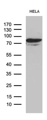 MSL2 Antibody (clone OTI4G7, Carrier-free)