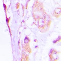 IHC-plus™ LL37 / Cathelicidin Antibody