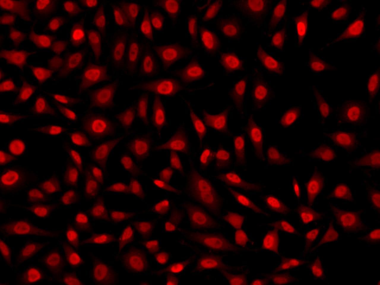 KLF6 Antibody