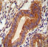 TPGS2 / C18orf10 Antibody (aa109-137)