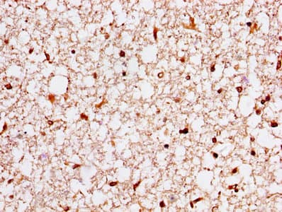 YWHAH / 14-3-3 Eta Antibody
