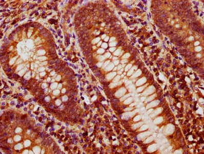 Polyclonal Rabbit anti-Human BMP4 Antibody (WB)