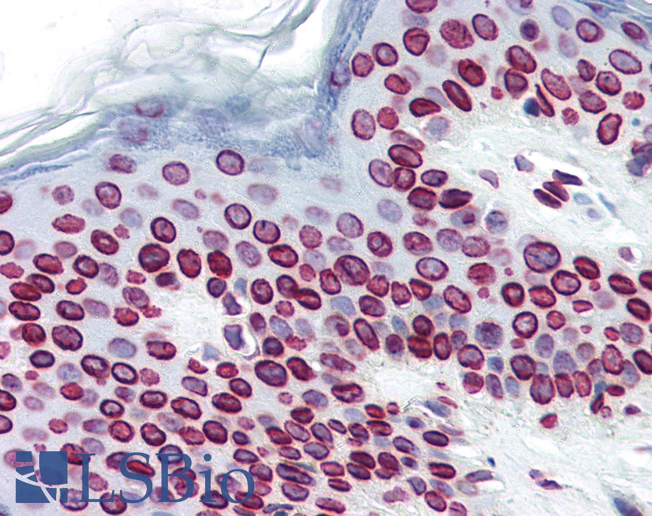 PathPlus™ LMNA / Lamin A+C Antibody (aa464-572, clone JOL2)