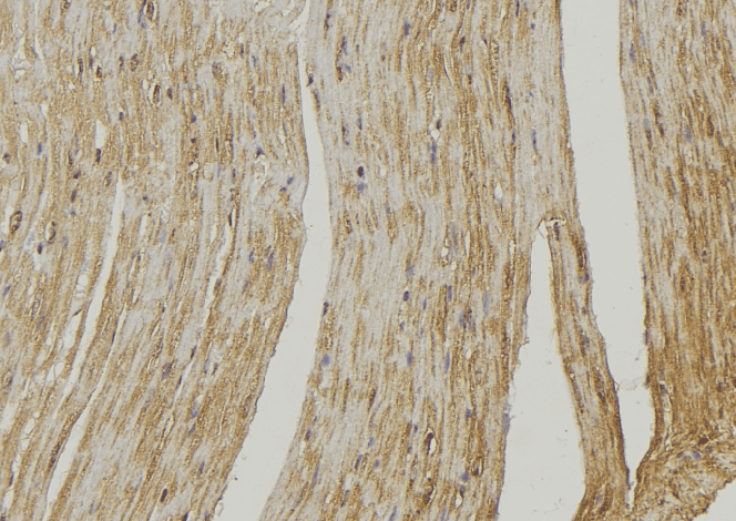 COX6A2 Antibody