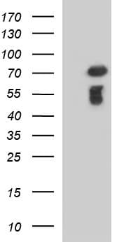 C12orf26 Antibody (clone OTI2B6, Carrier-free)