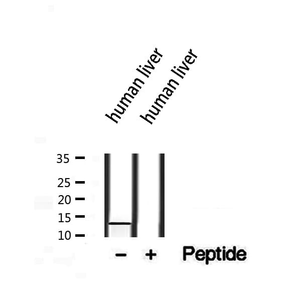 BRAK / CXCL14 Antibody
