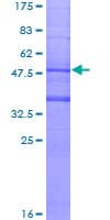 Human MS4A6A / MS4A Protein (Recombinant GST)