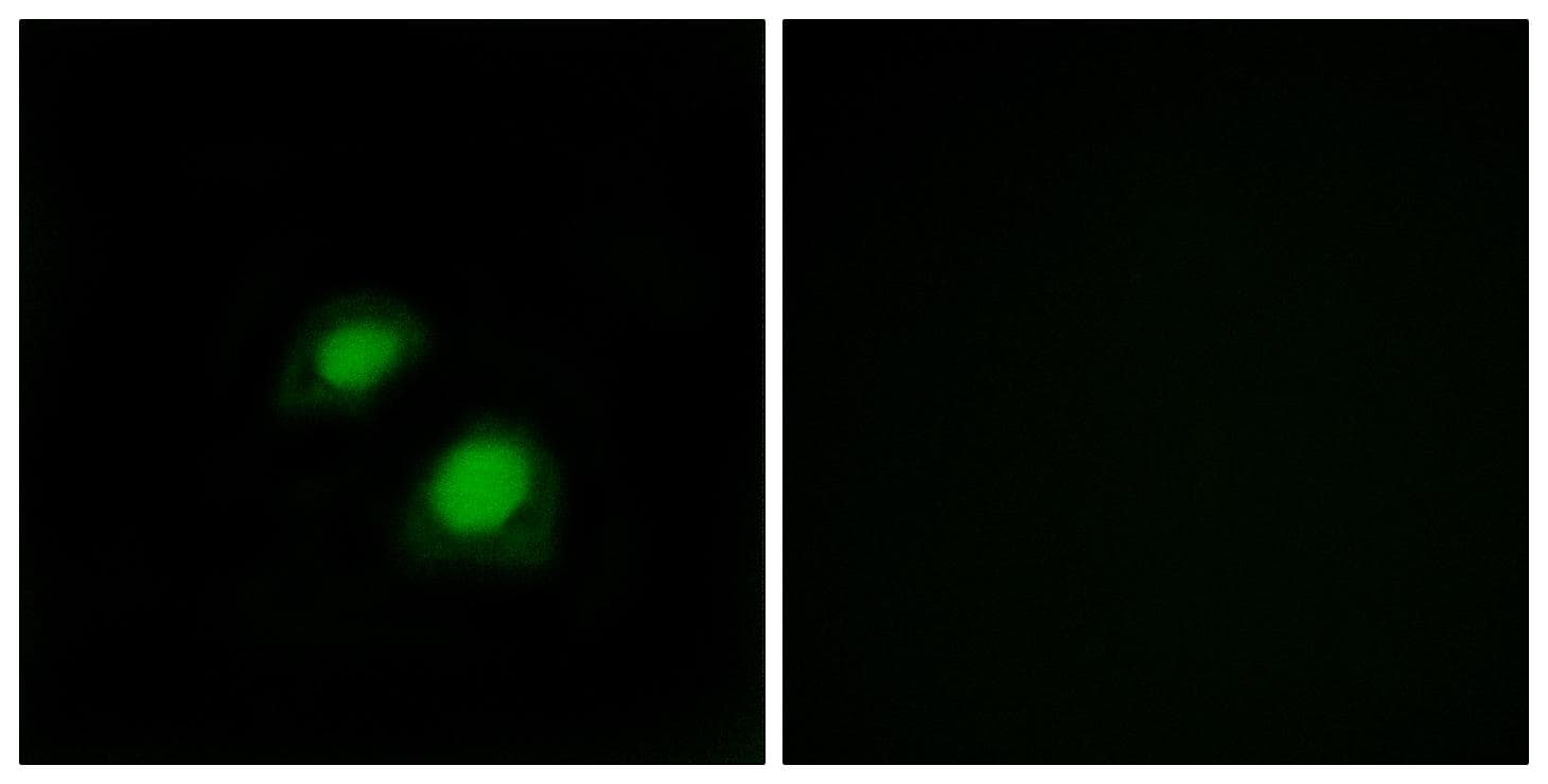 RACGAP1 / MGCRACGAP Antibody