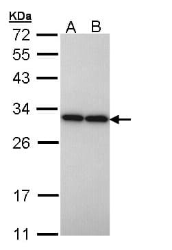 PGAM2 Antibody (aa1-253)