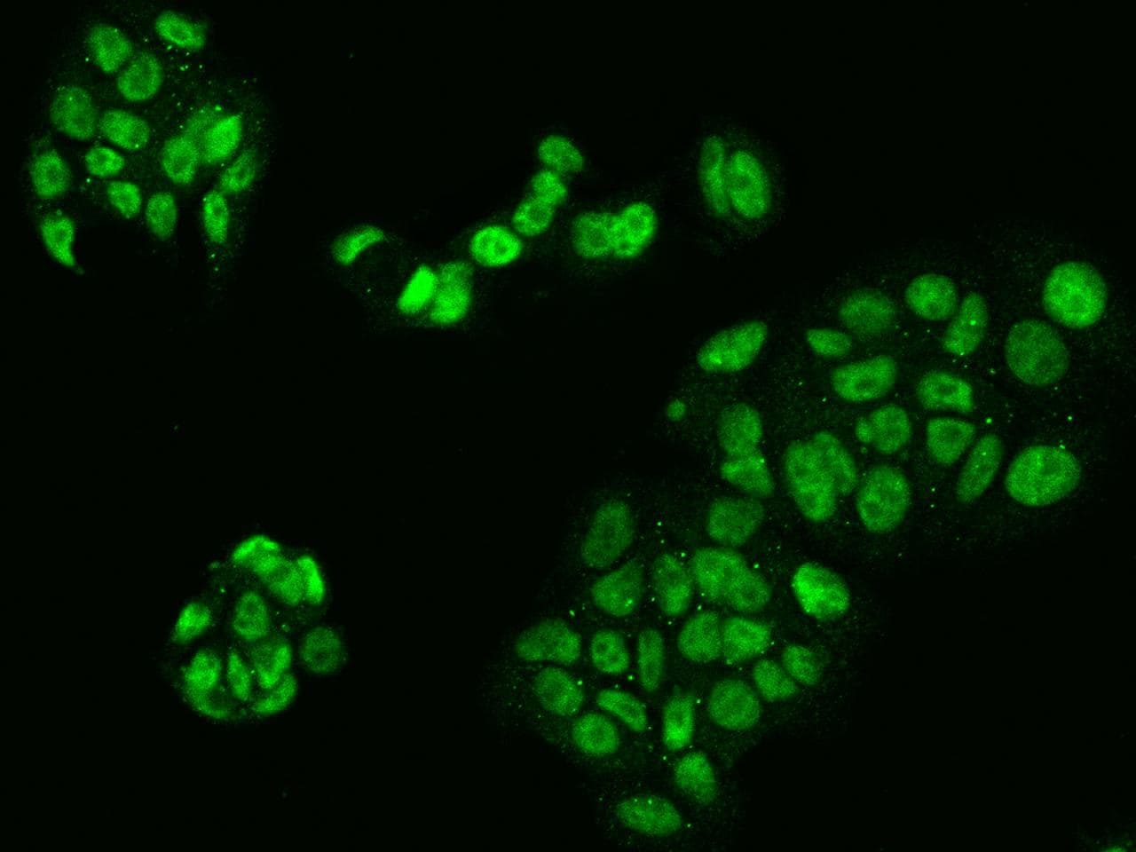 Polyclonal Rabbit anti-Human LUC7L2 Antibody (IF)