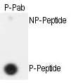 ESPL1 / Separase Antibody (phospho-Ser1126)