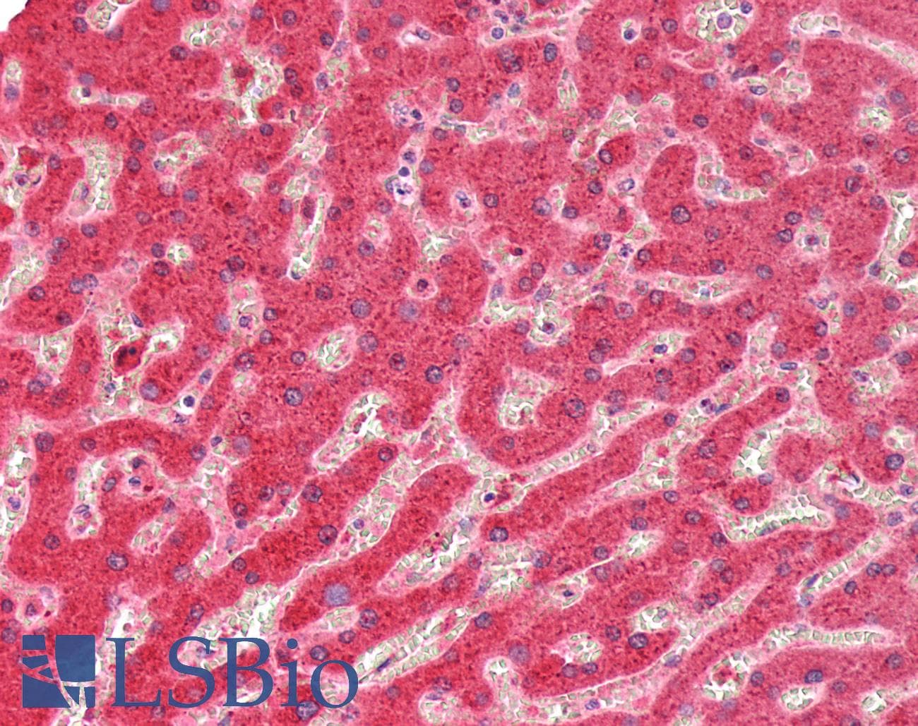 IHC-plus™ UGT1A / UGT1A1 Antibody