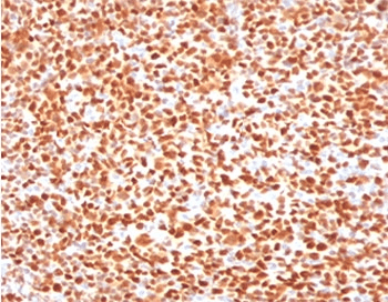 POU2F2 / OCT2 Antibody (clone PD2F2-1)