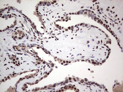 SAE1 Antibody (clone OTI3C3)