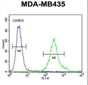 Polyclonal Rabbit anti-Human FBXL2 Antibody (aa366-395, IHC, WB)