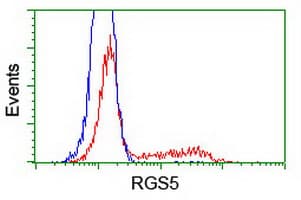 RGS5 Antibody (clone OTI 3H6)