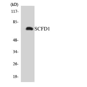 Polyclonal Rabbit anti-Human SCFD1 / SLY1 Antibody (aa521-570, WB)