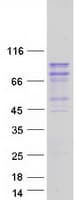 Human AGO2 / EIF2C2 Protein (Recombinant Myc-DDK (Flag))