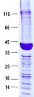 Human H2AFX / H2AX Protein (Recombinant GST, N-terminus + His, C-terminus)