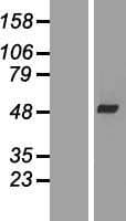 Human DAW1 / WDR69 Protein (Over-Expression Lysate Myc-DDK (Flag))