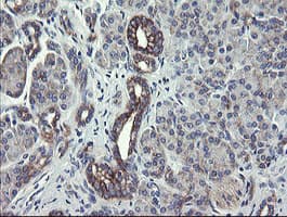 SCFD1 / SLY1 Antibody (clone OTI3F2, Carrier-free)