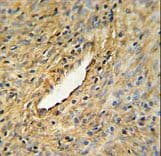 CEP63 Antibody (aa520-548)