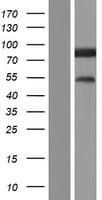 AVL9 Protein (Over-Expression Lysate Myc-DDK (Flag))