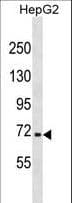 NFE2L3 Antibody (aa666-694)