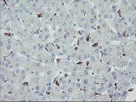 Monoclonal Mouse anti-Human MYL7 Antibody (clone OTI3A8, IHC, WB)