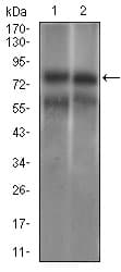 GUCY1A1 / GUCY1A3 Antibody (aa22-214, clone 3G6B2)