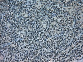 STAT1 Antibody (clone OTI15H3)