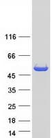 Human HMGCS2 / HMG-CoA Synthase 2 Protein (Recombinant Myc-DDK (Flag))