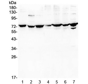 Polyclonal Rabbit anti-Human DARS2 Antibody (IHC, WB)