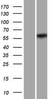 CPNE2 Protein (Over-Expression Lysate Myc-DDK (Flag))